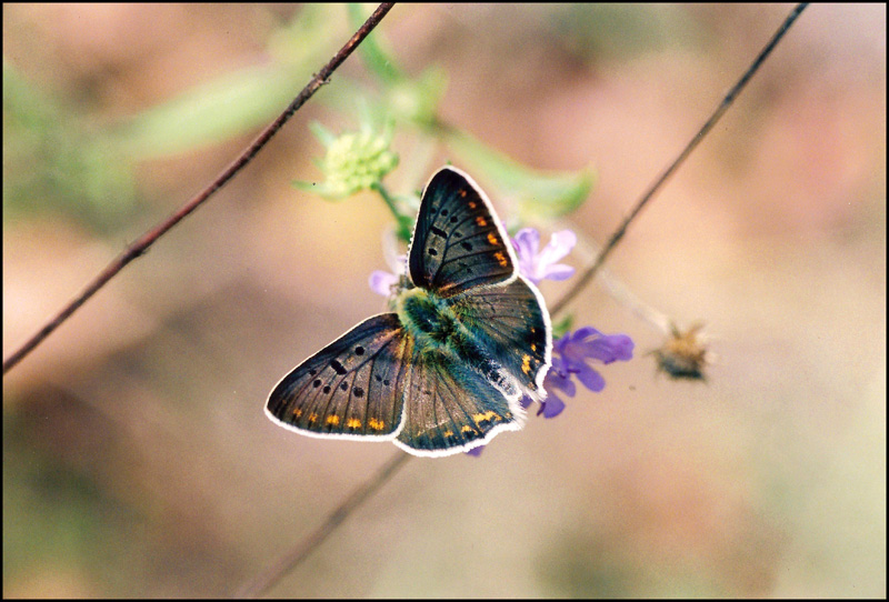 licenide da ident 4 - Lycaena tityrus